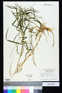 Muhlenbergia sylvatica image