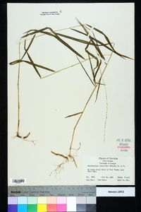 Muhlenbergia tenuiflora image