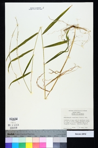 Muhlenbergia tenuiflora image