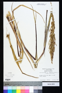 Panicum amarum image