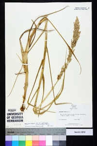 Panicum amarum image