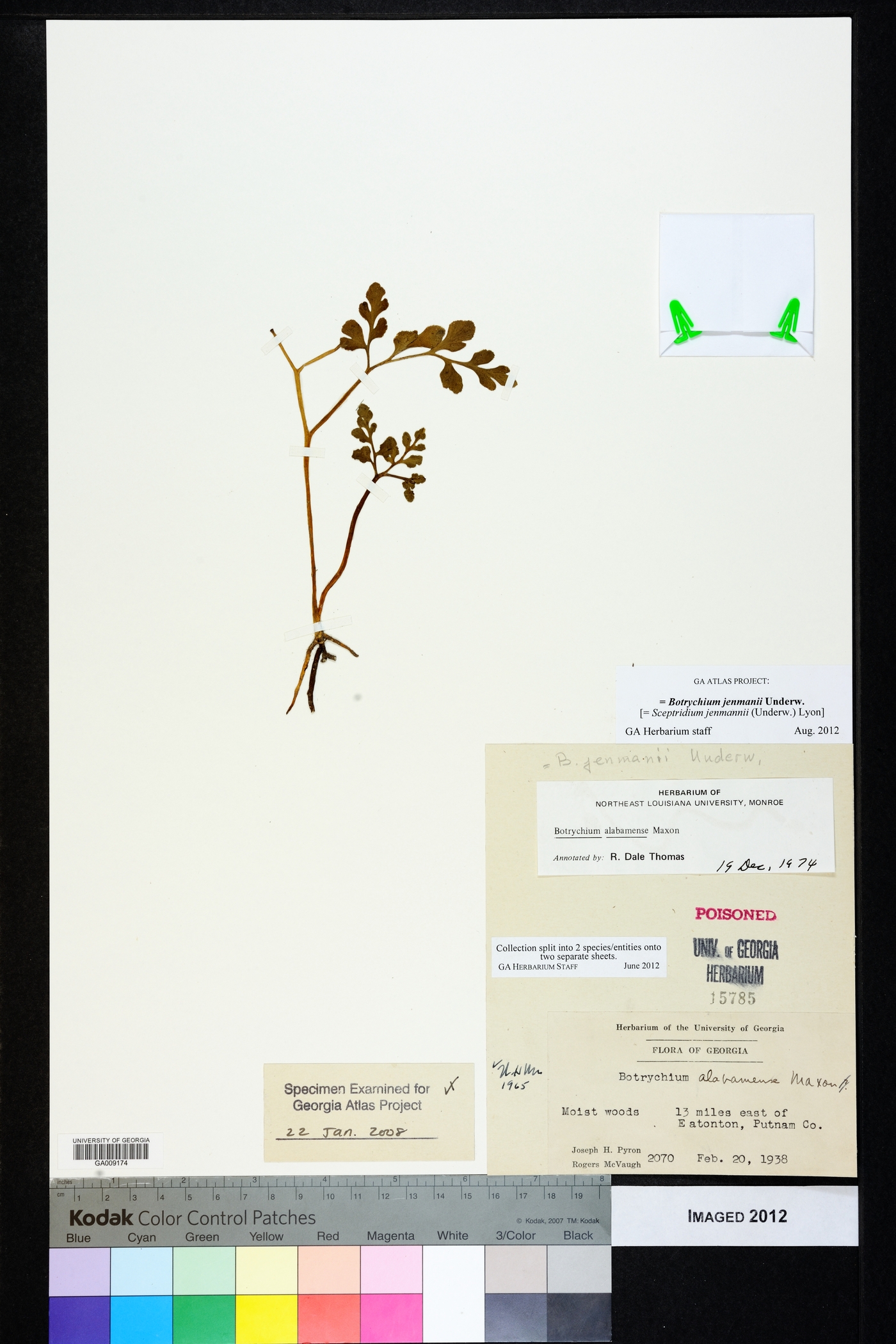 Sceptridium jenmanii image