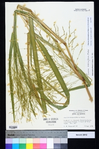 Panicum dichotomiflorum var. dichotomiflorum image