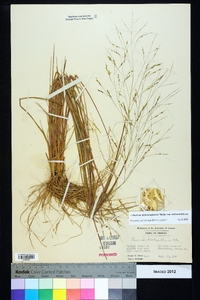 Panicum dichotomiflorum var. dichotomiflorum image