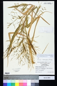 Panicum dichotomiflorum var. dichotomiflorum image