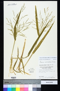 Panicum dichotomiflorum var. dichotomiflorum image