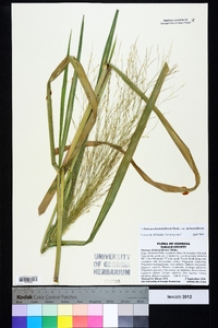 Panicum dichotomiflorum var. dichotomiflorum image