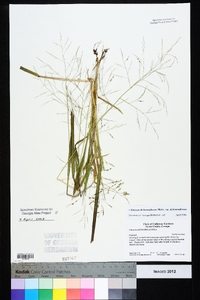 Panicum dichotomiflorum var. dichotomiflorum image