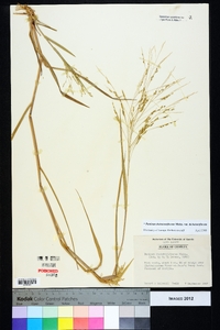 Panicum dichotomiflorum var. dichotomiflorum image