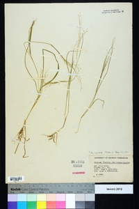 Panicum flexile image