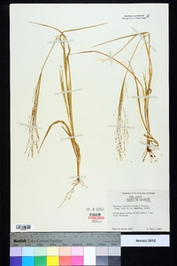 Panicum flexile image