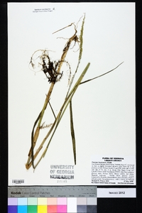 Panicum hemitomon image