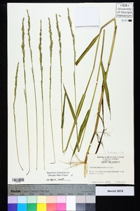 Panicum hemitomon image