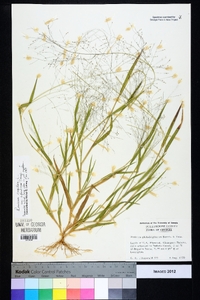 Panicum philadelphicum image