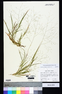 Panicum philadelphicum image