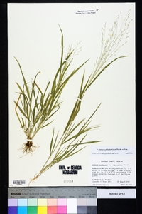 Panicum philadelphicum image