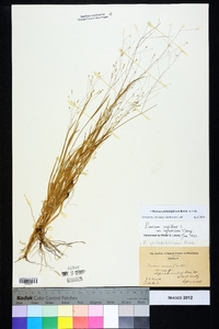 Panicum philadelphicum image