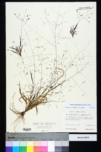 Panicum philadelphicum image