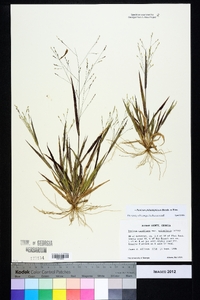 Panicum philadelphicum image