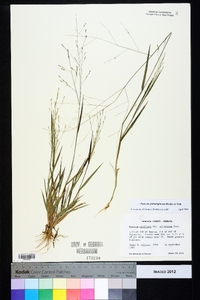 Panicum philadelphicum image