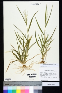 Panicum philadelphicum image