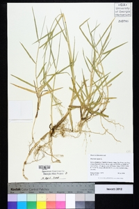 Panicum repens image