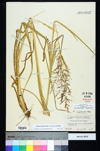 Coleataenia rigidula subsp. rigidula image