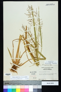 Coleataenia rigidula subsp. rigidula image