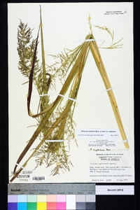 Coleataenia rigidula subsp. rigidula image