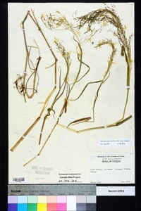 Coleataenia rigidula subsp. rigidula image