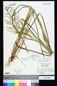 Coleataenia rigidula subsp. rigidula image