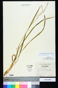 Coleataenia rigidula subsp. rigidula image