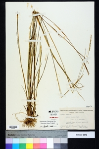 Panicum tenerum image