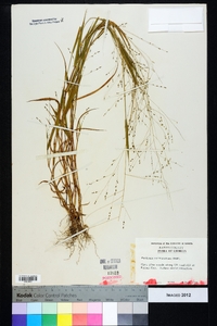 Kellochloa verrucosa image