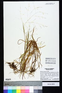 Kellochloa verrucosa image