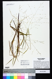 Kellochloa verrucosa image