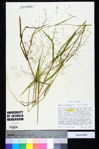 Kellochloa verrucosa image