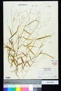 Kellochloa verrucosa image