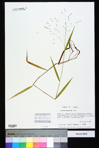 Kellochloa verrucosa image