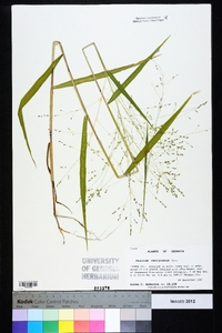 Kellochloa verrucosa image