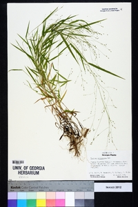 Kellochloa verrucosa image