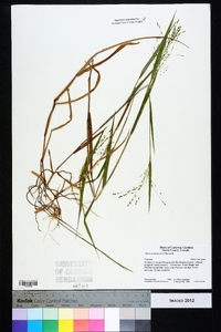 Kellochloa verrucosa image