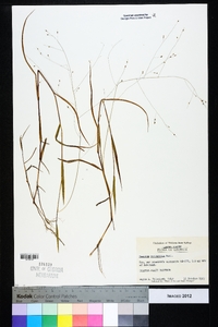 Kellochloa verrucosa image