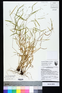 Kellochloa verrucosa image