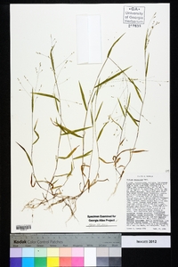 Kellochloa verrucosa image