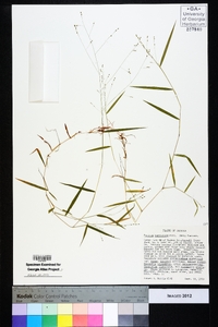 Kellochloa verrucosa image