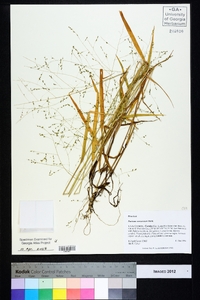 Kellochloa verrucosa image