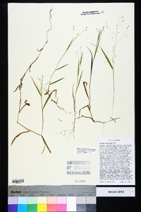 Kellochloa verrucosa image