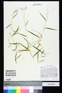 Kellochloa verrucosa image