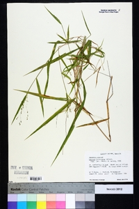 Kellochloa verrucosa image